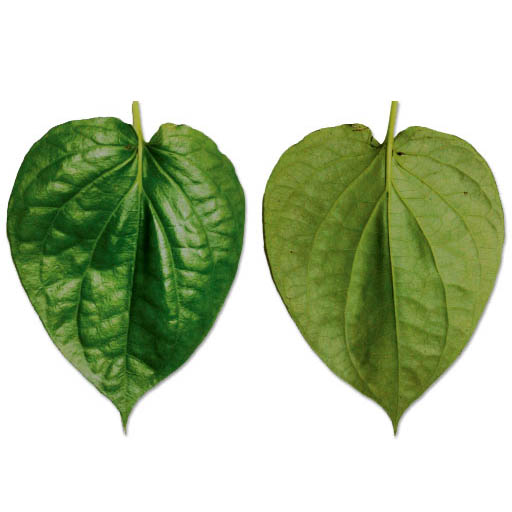 Paan Leaves (5 Leaves)